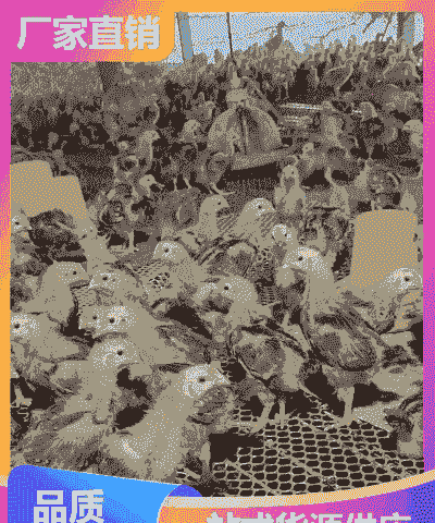 辽宁地区鸡苗价格