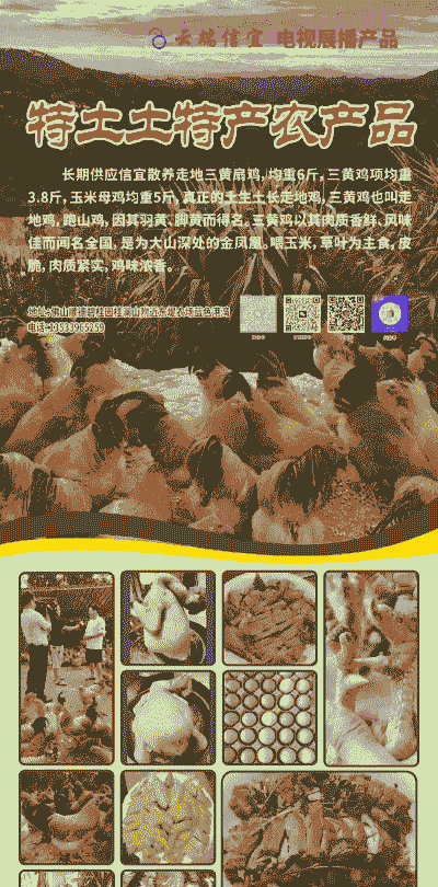 广东鸡苗厂价格