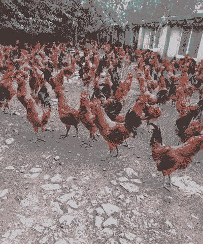 江苏鸡苗厂价格