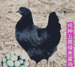 草鸡的鸡苗价格