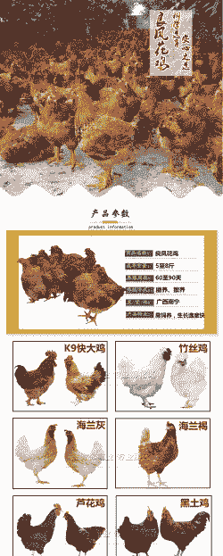 广西县鸡苗价格