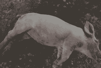 母猪产后死亡肚子发紫