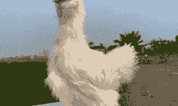 竹丝鸡苗的价格