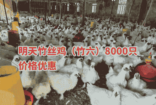 宜宾竹丝鸡苗价格