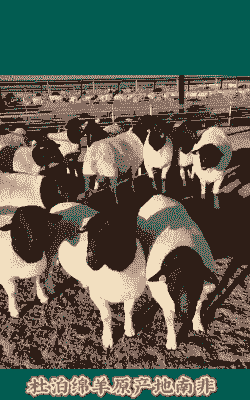 山东济宁牛羊价格