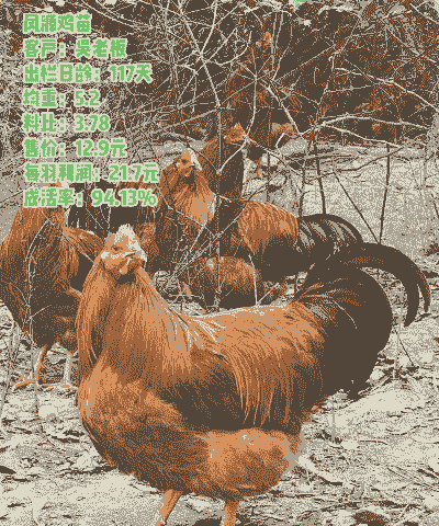 阉鸡的鸡苗价格