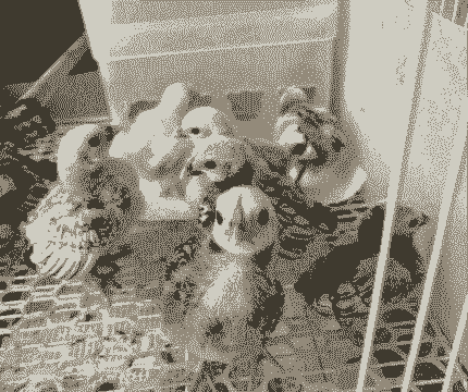 波兰鸡苗什么价格