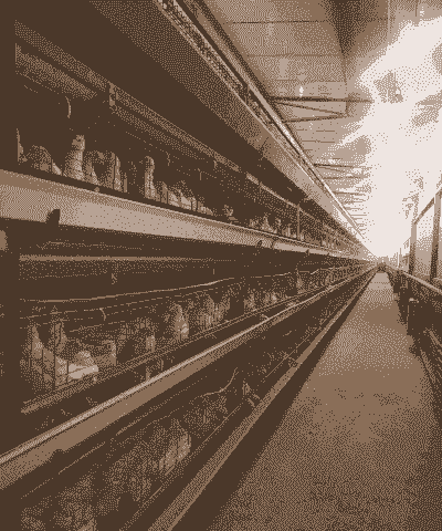 漯河青年鸡苗价格