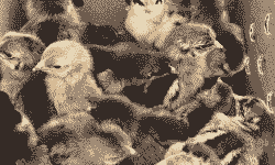 本地杂交鸡苗价格