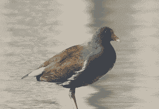 黑水鸡养殖苗价格