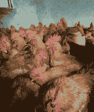 大黄鸡苗的价格