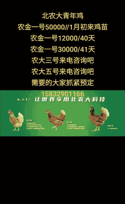 青年鸡苗厂价格