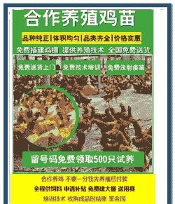 哪里能看鸡苗价格