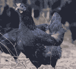 黑鸡苗什么价格