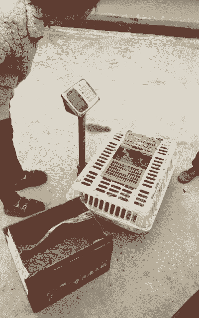 湖北购买鸡苗价格