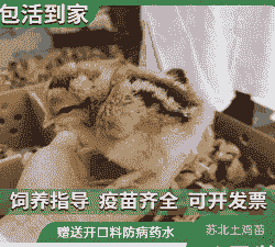 苏北鸡苗最新价格