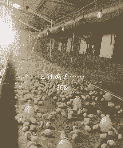 杂交鸡种鸡苗价格