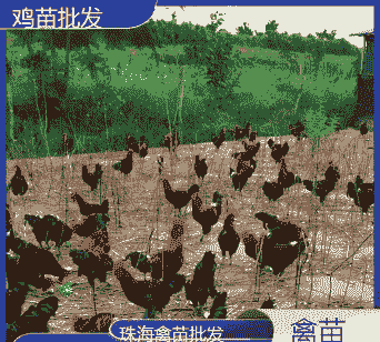 珠海本地鸡苗价格