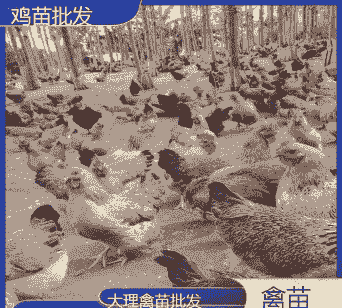 大理优质鸡苗价格