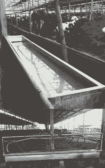 牛羊专用水槽价格