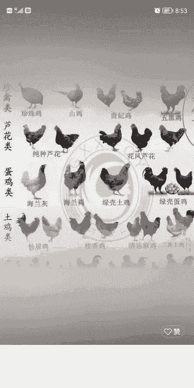 剑阁鸡苗价格多少