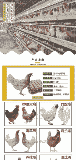 海南发货鸡苗价格