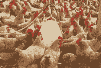 广州国鸡苗价格