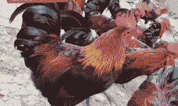 正宗广西鸡苗价格