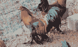 昆明出售鸡苗价格