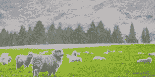 新西兰进口猪牛羊价格