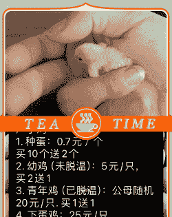 芦丁鸡苗价格多少