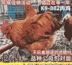 遵义本地鸡苗价格