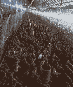 恩施鸡苗厂价格