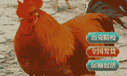 黄花鸡母苗价格