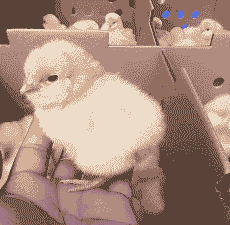 胡须鸡苗价格多少