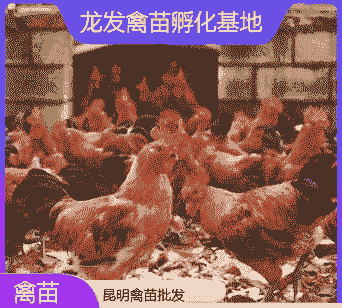 昆明鸡苗什么价格