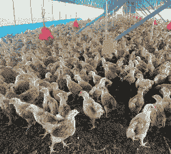 海南清远鸡苗价格