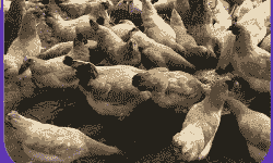 正宗凤凰鸡苗价格