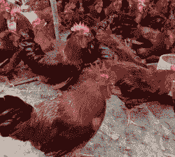 东北红玉鸡苗价格