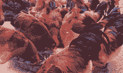 铁脚大麻鸡苗价格