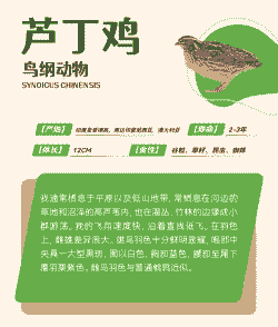 广西芦丁鸡苗价格