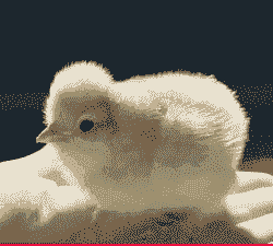 北京的鸡苗价格