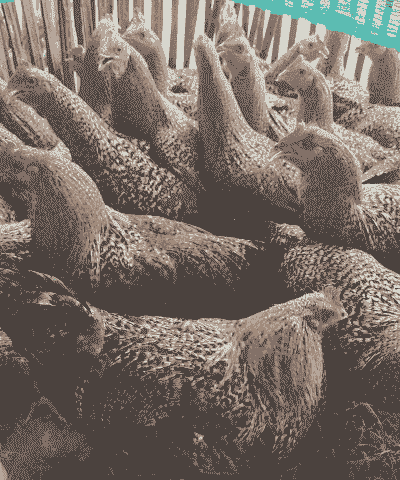 江苏优质鸡苗价格