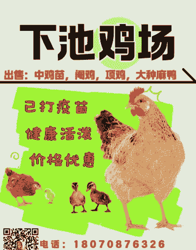 小中鸡苗价格