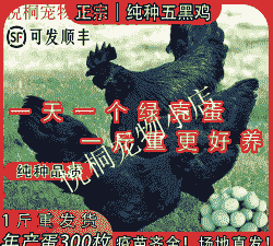 半斤鸡苗附近价格