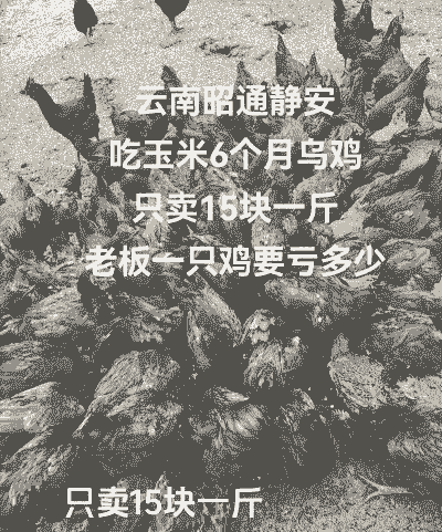 昭通本地鸡苗价格