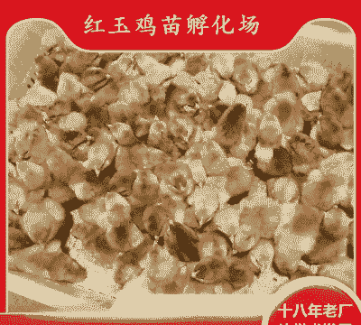 甘肃哪有鸡苗价格