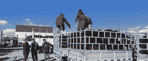 西藏牛羊交易价格