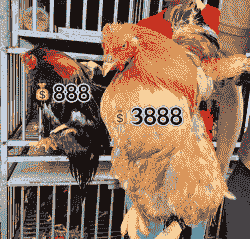 全国最贵鸡苗价格