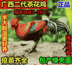 正宗半斤鸡苗价格